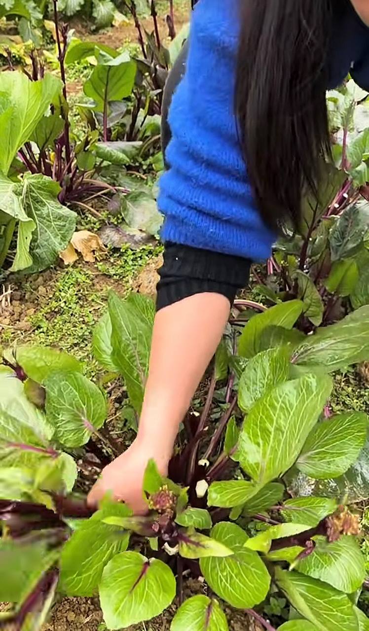 Trồng cải tím vườn nhà