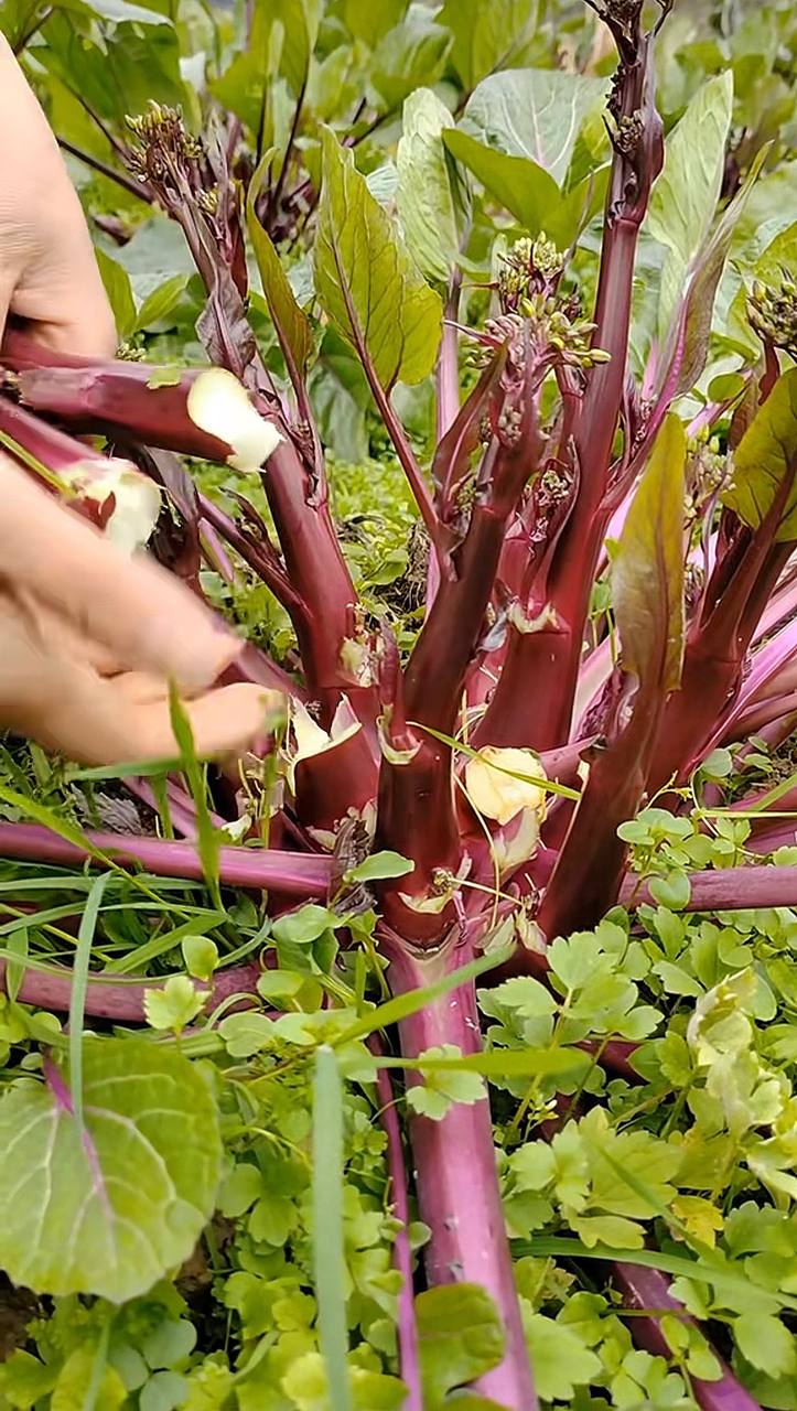 Gốc cải tím xoè đẹp