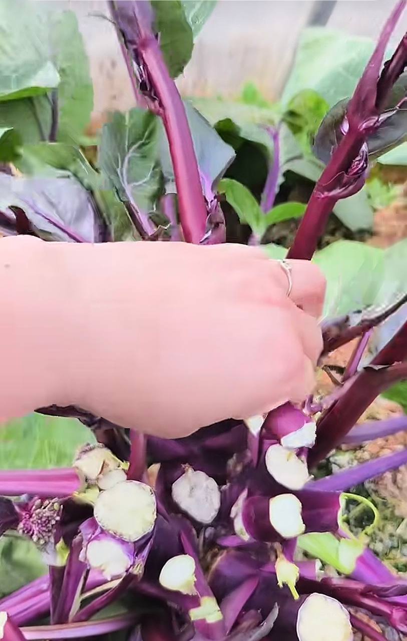 Người trồng cải tím