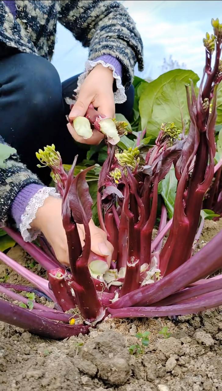Cải tím trồng chậu ban công